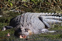 Full Day Tour in the Daintree, Port Douglas