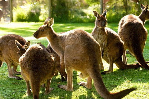 Melbourne City Card (3 Days): Visit Unlimited Attractions! - Go Out 4