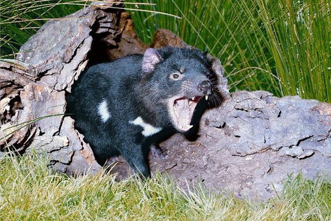 Private Blue Mountains Tour With Kangaroo And Koala Experience - Go Out 0