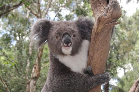 Private Blue Mountains Tour With Kangaroo And Koala Experience - Go Out 2