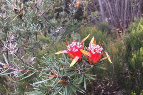 Private Blue Mountains Tour With Kangaroo And Koala Experience - Go Out 4