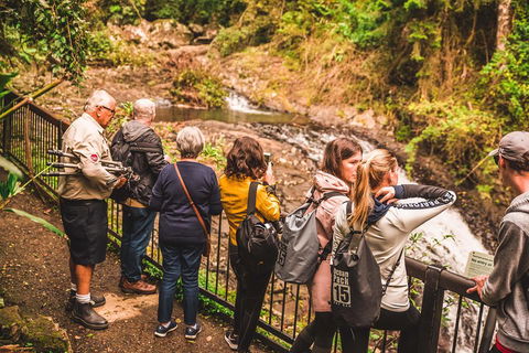 Full-day Springbrook National Park Tour From The Gold Coast - Pubs and Clubs 0