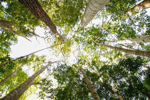Fraser Island 4WD Tour From Noosa - Pubs and Clubs 0