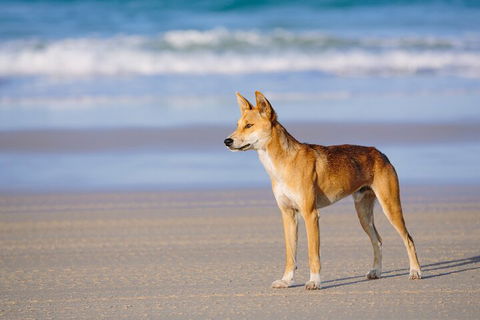 Fraser Island 4WD Tour From Noosa - Pubs and Clubs 5