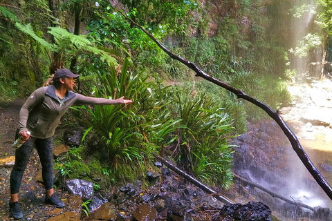 Rainforest & Waterfalls Extravaganza - Pubs and Clubs 4