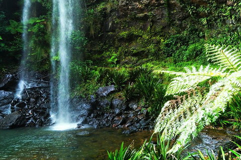 Private Tour - Rainforest & Waterfalls Extravaganza - Go Out 1