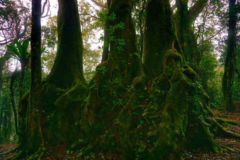 Private Tour - Rainforest & Waterfalls Extravaganza - Go Out 5