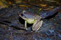 Glow Worms Private Tour - Nocturnal Rainforest Walk, Surfers Paradise