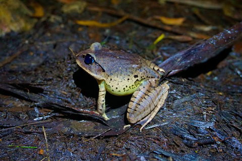 Glow Worms Private Tour - Nocturnal Rainforest Walk - Go Out 0