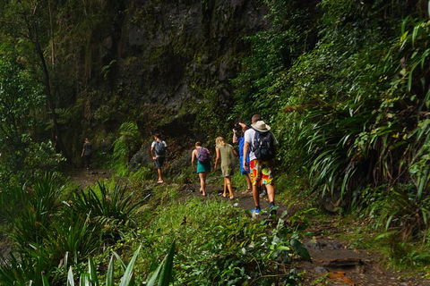 Glow Worms Private Tour - Nocturnal Rainforest Walk - Go Out 1