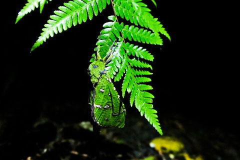 Glow Worms Private Tour - Nocturnal Rainforest Walk - Go Out 2