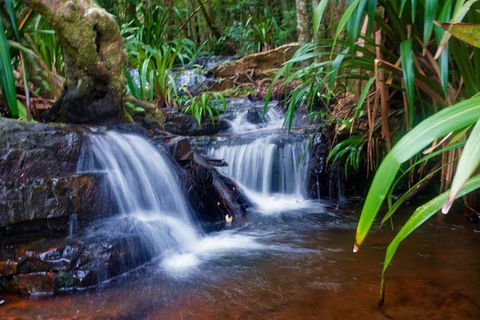 Glow Worms Private Tour - Nocturnal Rainforest Walk - Go Out 5
