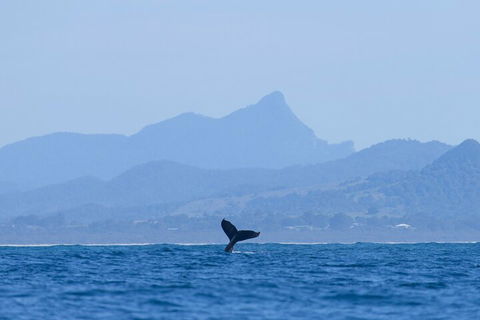 The Byron Bay Sea Kayak Tour - Pubs and Clubs 0