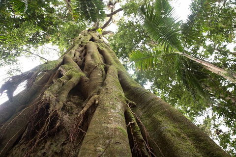 Byron Bay Hinterland Tour Including Rainforest Walk To Minyon Falls - Pubs and Clubs 2