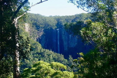 Byron Bay Hinterland Tour Including Rainforest Walk To Minyon Falls - Pubs and Clubs 4