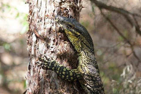 Byron Bay Combo: Hinterland Tour Including Minyon Falls And Kayaking With Dolphins - Go Out 0