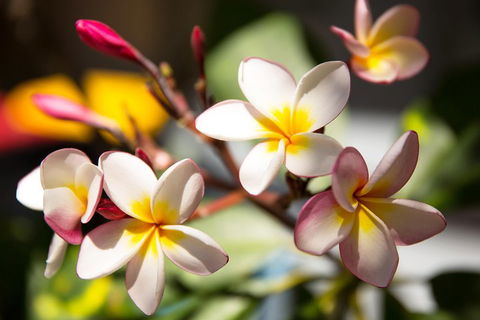 Byron Bay Combo: Hinterland Tour Including Minyon Falls And Kayaking With Dolphins - Go Out 1