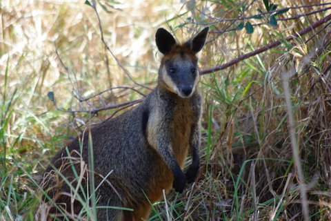 Byron Bay Combo: Hinterland Tour Including Minyon Falls And Kayaking With Dolphins - Go Out 2