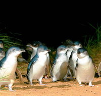 Phillip Island Penguins Private Tour - Pubs and Clubs
