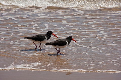1770 Coastline Tour By LARC Amphibious Vehicle Including Picnic Lunch - Pubs and Clubs 2