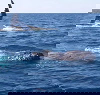 Noosa Whale Watching - Pubs and Clubs