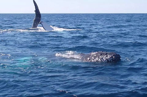 Noosa Whale Watching - Pubs and Clubs 0