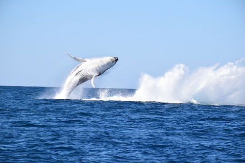 Noosa Whale Watching - Pubs and Clubs 1