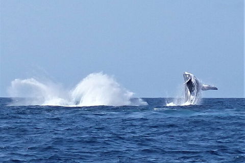 Noosa Whale Watching - Pubs and Clubs 2