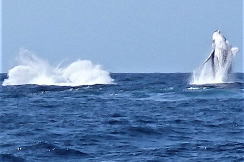 Noosa Whale Watching - Pubs and Clubs 3