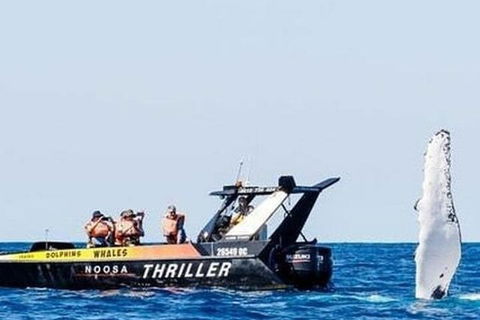Noosa Whale Watching - Pubs and Clubs 4