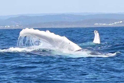 Noosa Whale Watching - Pubs and Clubs 5