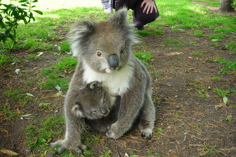 3-Day Private Adelaide To Melbourne Tour - Pubs and Clubs 5