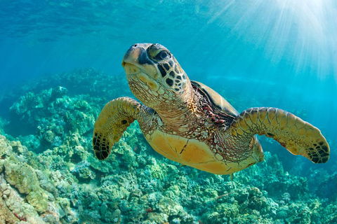 All Inclusive Dolphin And Tangalooma Wrecks Cruise - Pubs and Clubs 3