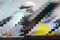 Small Group Great Ocean Road  12 Apostles Tour, Melbourne