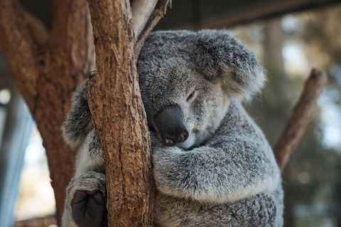 Sydney Taronga Zoo General Entry Ticket - Go Out 3