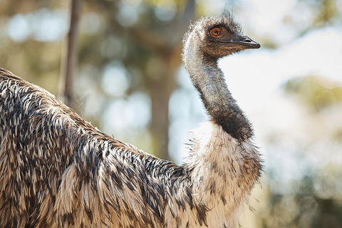 Sydney Taronga Zoo General Entry Ticket - Go Out 4