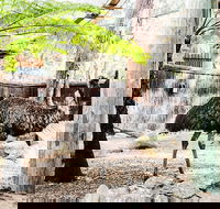 Sydney Taronga Zoo General Entry Ticket and Wild Australia Experience - Pubs and Clubs