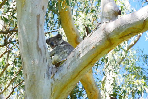 Best Of Moreton Bay Cruise - Go Out 2