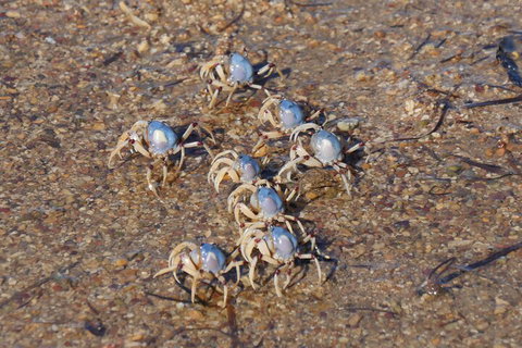 Best Of Moreton Bay Cruise - Go Out 3