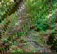 Private Daintree Mossman Gorge Exclusive Nature and Wildlife Focus - Pubs and Clubs