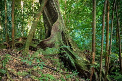 Private Daintree Mossman Gorge Exclusive Nature And Wildlife Focus - Pubs and Clubs 0