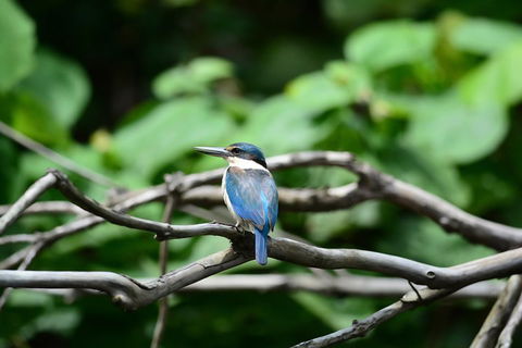 Private Daintree Mossman Gorge Exclusive Nature And Wildlife Focus - Pubs and Clubs 1