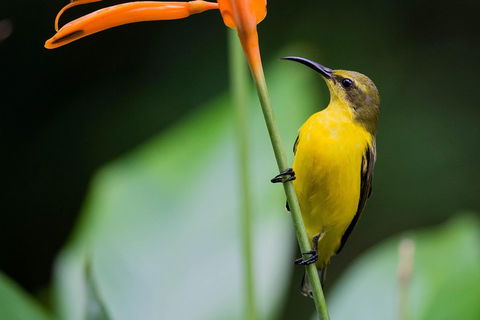 Private Daintree Mossman Gorge Exclusive Nature And Wildlife Focus - Pubs and Clubs 2