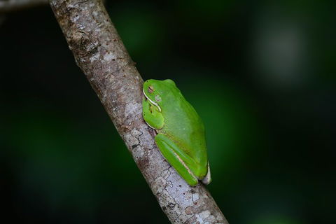 Private Daintree Mossman Gorge Exclusive Nature And Wildlife Focus - Pubs and Clubs 3