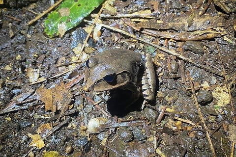 Evening Rainforest & Glow Worm Experience - Go Out 1