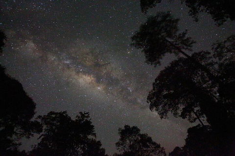 Evening Rainforest & Glow Worm Experience - Go Out 4