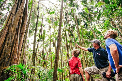Natural Bridge & Springbrook Waterfalls Tour + Hot Air Balloon With Breakfast - Go Out 5