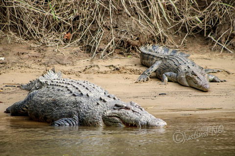 Daintree And Cape Tribulation Full Day Guided Tour - Pubs and Clubs 3