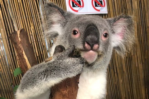 Kuranda Tour Deluxe Course With Kuranda 3 Zoos Or Free Course - Pubs and Clubs 0