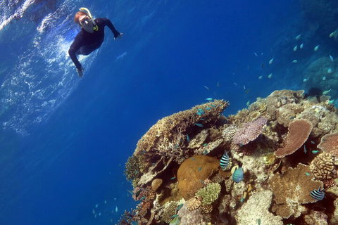 Silverswift Outer Great Barrier Reef Dive And Snorkel Cruise From Cairns - Go Out 3